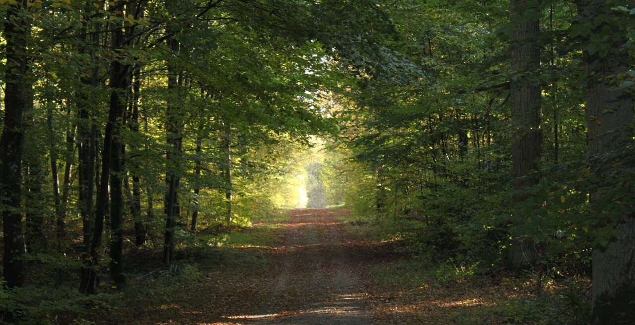 2011-10-16_Kuppinger Wald Richtstattweg
